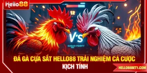 Đá Gà Cựa Sắt HELLO88 – Trải Nghiệm Cá Cược Kịch Tính