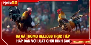 Đá Gà Thomo HELLO88 Hấp Dẫn Với Nhiều Điểm Ưu Việt