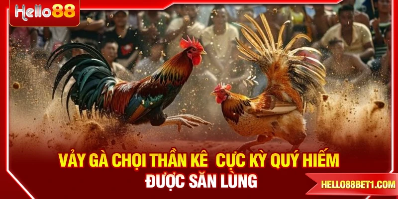 Vảy Gà Chọi Thần Kê Cực Kỳ Quý Hiếm Được Săn Lùng