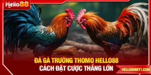 Đá Gà Trường Thomo HELLO88 - Cách Đặt Cược Thắng Lớn