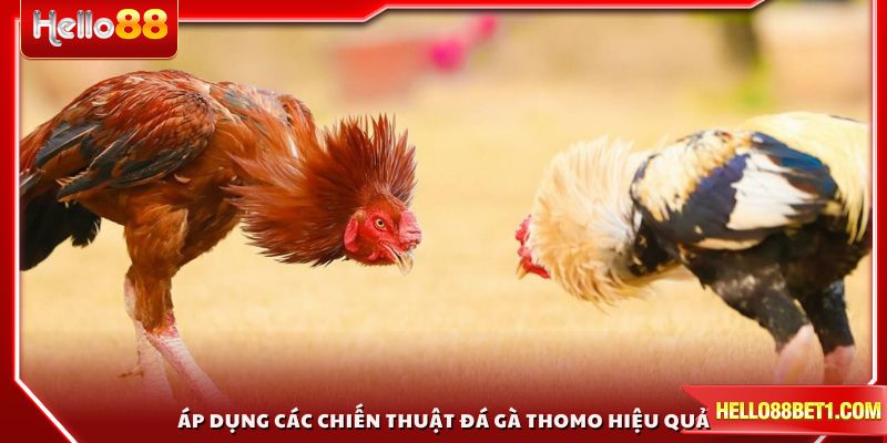 Áp dụng các chiến thuật đá gà Thomo hiệu quả từ chuyên gia