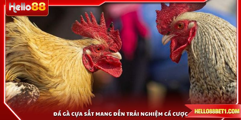 Đá gà cựa sắt mang đến trải nghiệm cá cược hấp dẫn