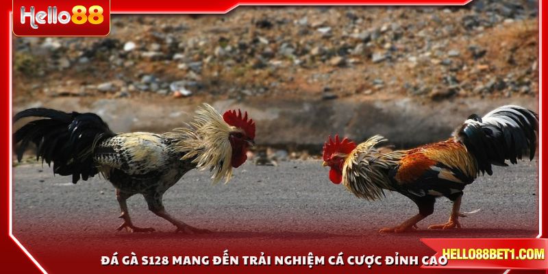 Đá gà S128 mang đến trải nghiệm cá cược đỉnh cao