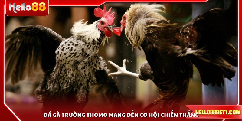 Đá gà trường Thomo mang đến cơ hội chiến thắng cao