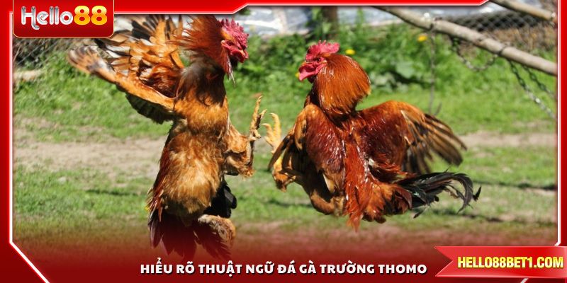 Hiểu rõ thuật ngữ đá gà trường Thomo giúp đặt cược chính xác
