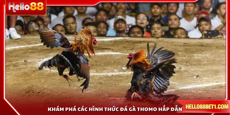 Khám phá các hình thức đá gà Thomo hấp dẫn mỗi ngày