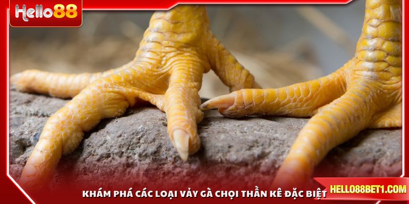 Khám phá các loại vảy gà chọi thần kê đặc biệt tại đấu trường