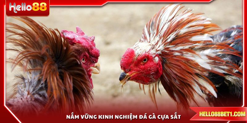 Nắm vững kinh nghiệm đá gà cựa sắt để tăng cơ hội chiến thắng