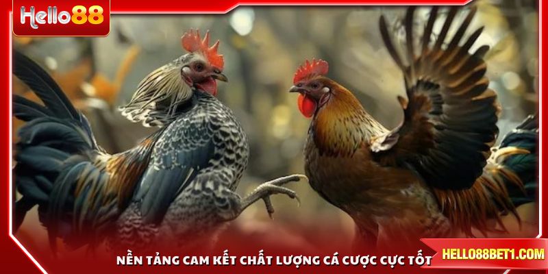 Nền tảng cam kết chất lượng cá cược cực tốt