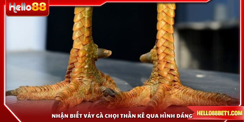 Nhận biết vảy gà chọi thần kê qua hình dáng và màu sắc