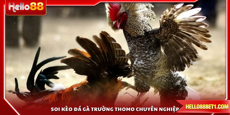 Soi kèo đá gà trường Thomo cần phương pháp chuyên nghiệp