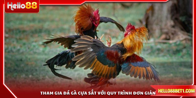 Tham gia đá gà cựa sắt với quy trình đơn giản