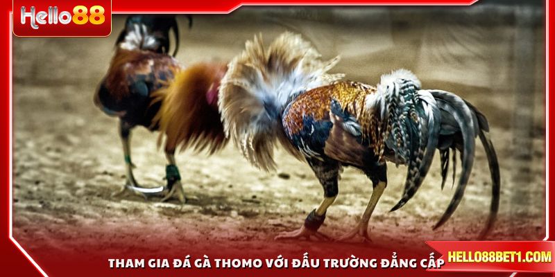 Tham gia đá gà Thomo với đấu trường đẳng cấp
