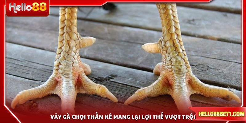 Vảy gà chọi thần kê mang lại lợi thế vượt trội khi thi đấu